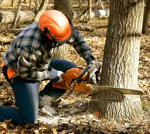 Tree Removal in Boston, NY
